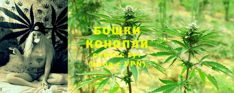 Конопля White Widow  как найти наркотики  Карачев 